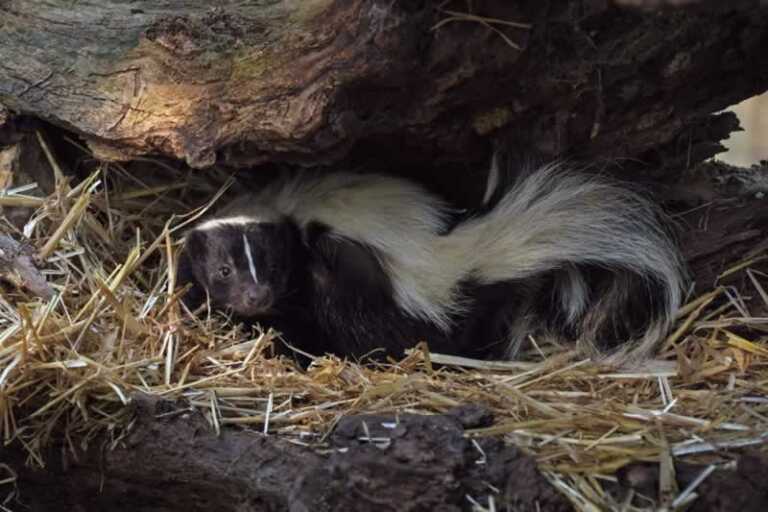 5 Ways to Stop Wildlife Animals from Destroying Properties and Houses