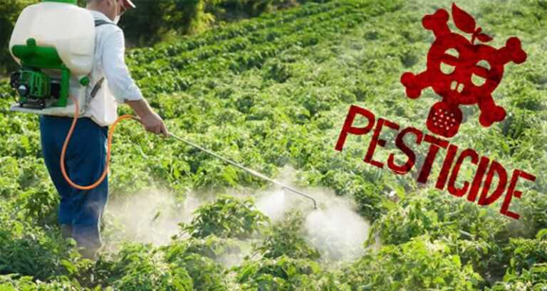 Man spraying pesticides in garden