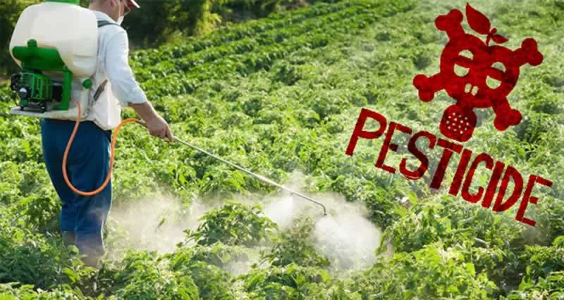 Man spraying pesticides in garden