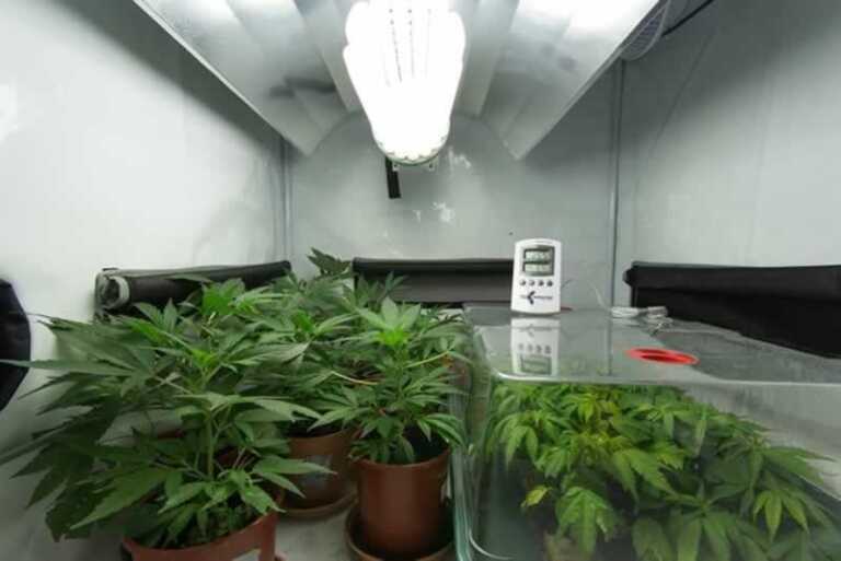 How to Grow Cannabis Indoors and Outdoors