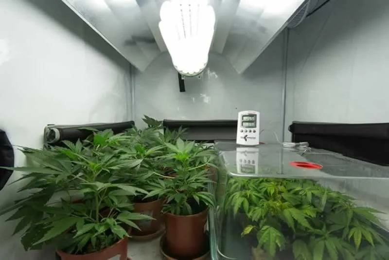 How to Grow Cannabis Indoors and Outdoors