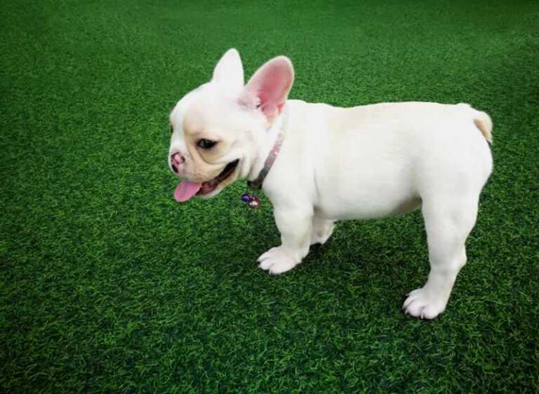 6 Tips For Artificial Turf Maintenance