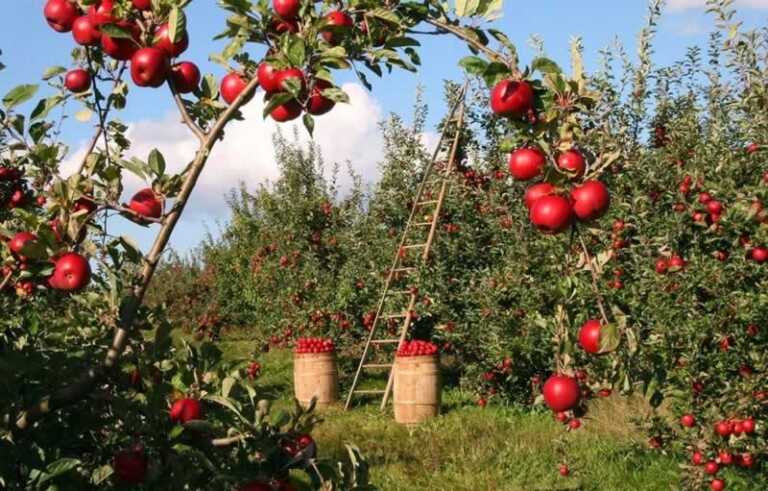 Garden Improvement Tips For Food-Growing Enthusiasts