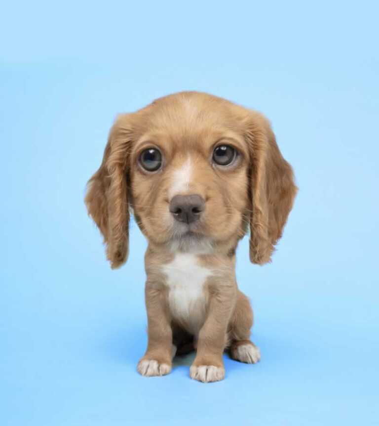 DIY Bobblehead puppy