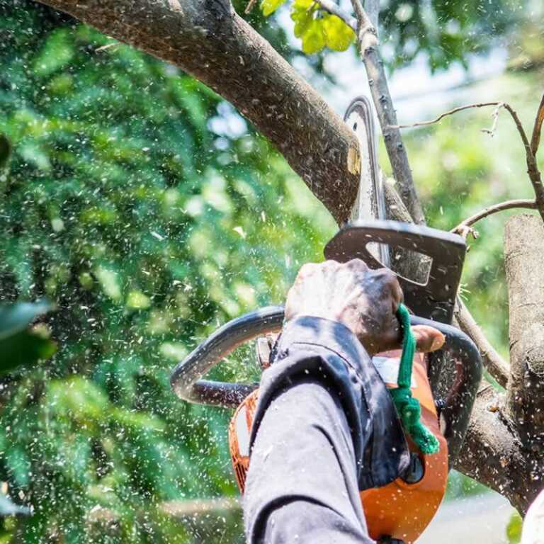 The Benefits of Trimming Trees