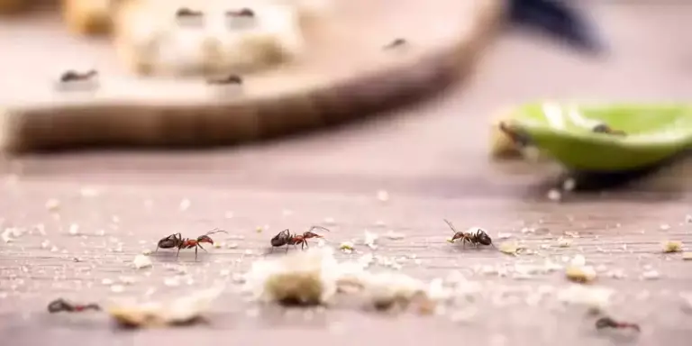 What to Do If Ants Invade Your House