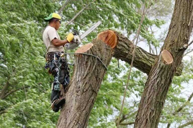 5 THINGS TO CONSIDER WHEN HIRING A TREE REMOVAL SERVICE