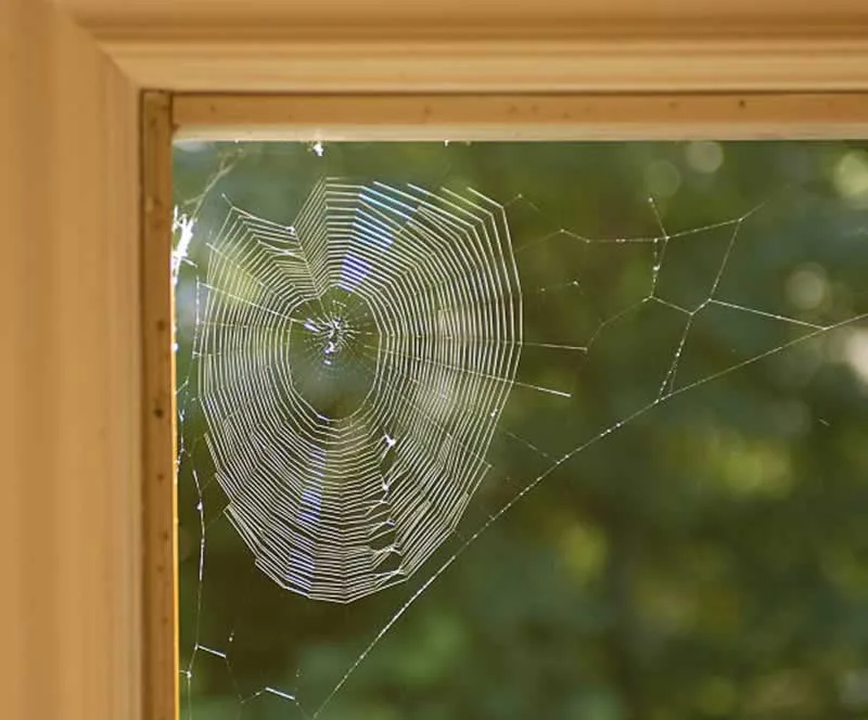 How to Get Rid of Spiders Outside Your Window