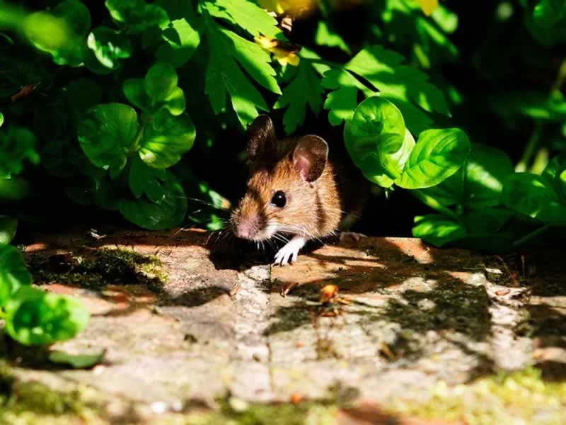 Why Are Rodents Attracted to Your Garden and What to Do About it