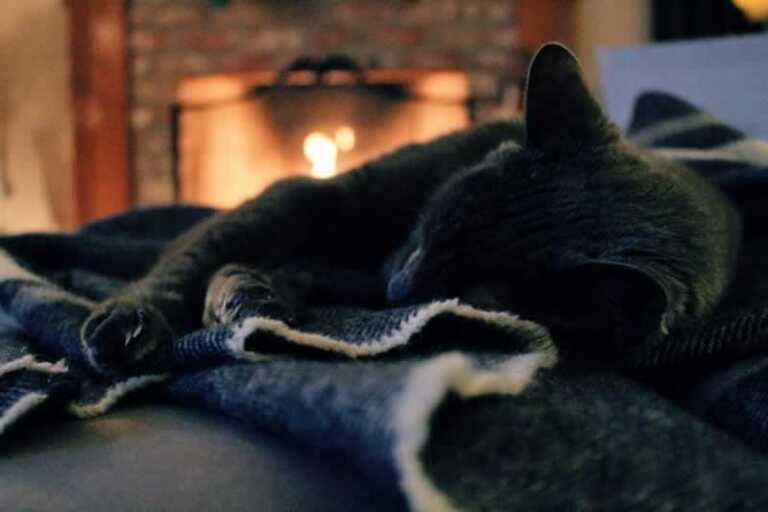 Cat in front of fireplace