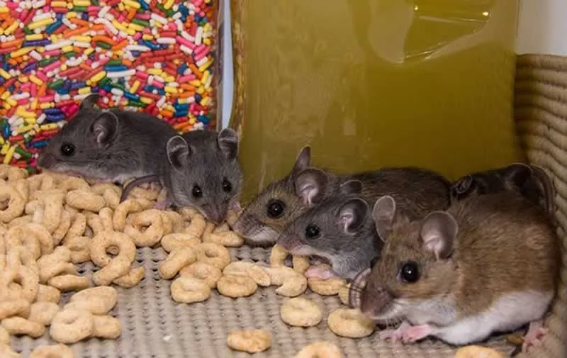 A Comprehensive Guide on Detecting Mice Infestation in Your Residence