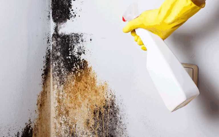 Spraying mold in home