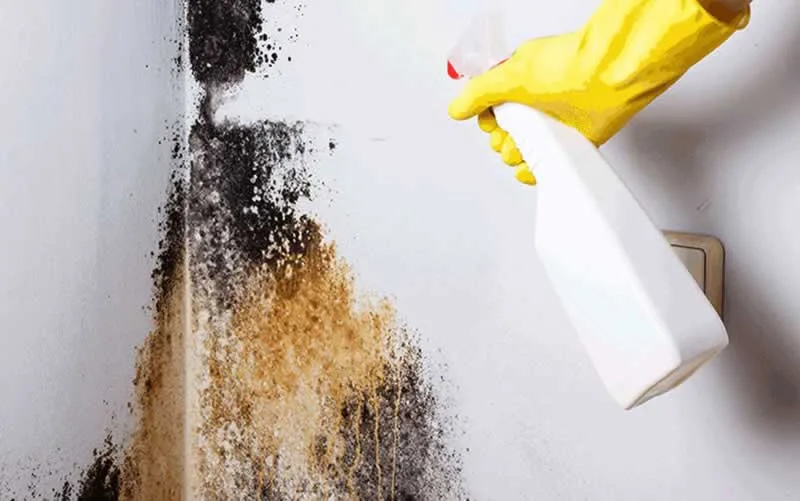 Spraying mold in home