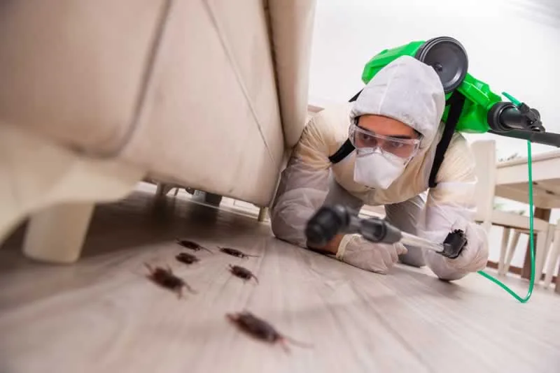 Everything you Should Know About Pest Control