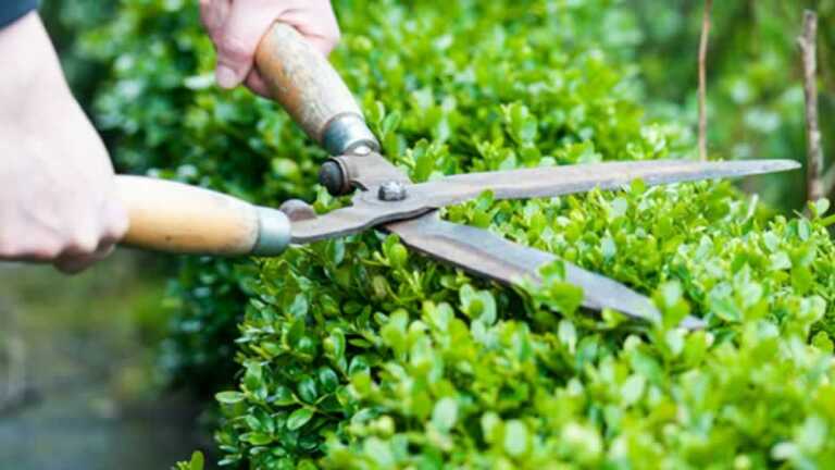 Trimming hedge