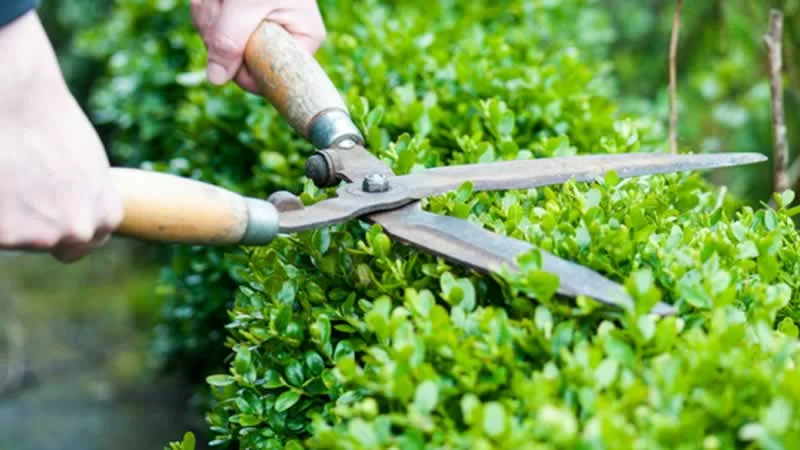 Trimming hedge