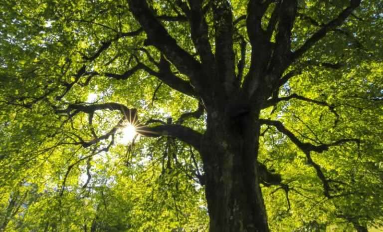 Want To Plant A Tree? Here Are Some Helpful Tips