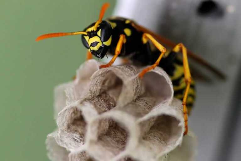 Wasp