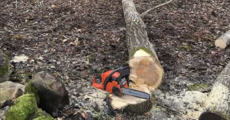 Fallen tree