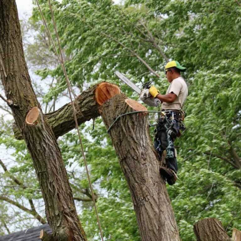 cutting tree