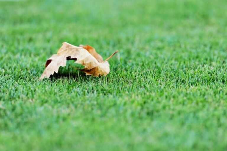 leaf on synthetic turf