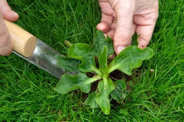 lawn weed
