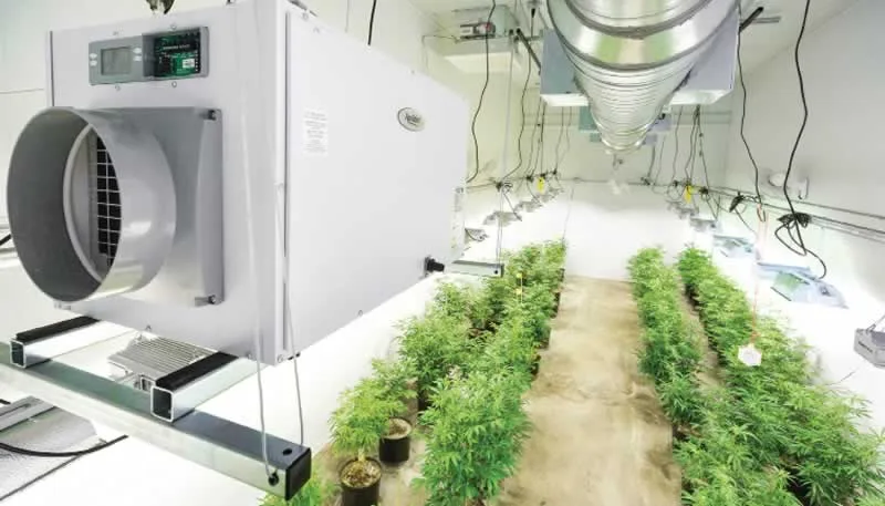 hvac for cannabis