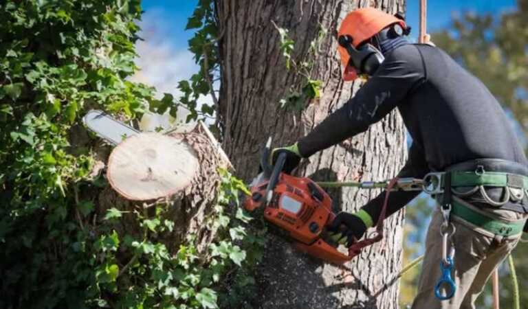professional tree trimming for seniors