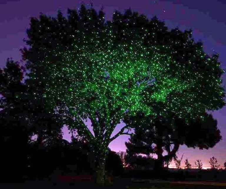 lights on tree