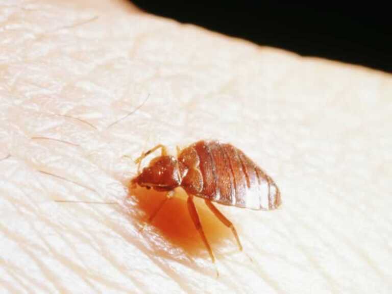 bed bug