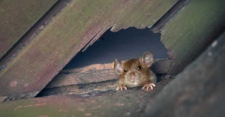rat in the attic