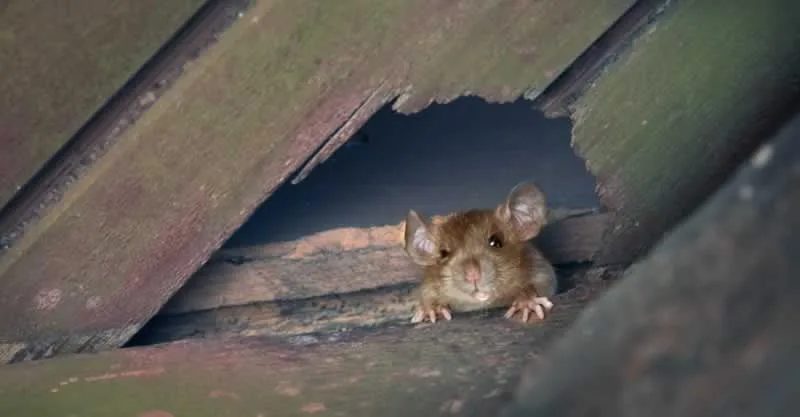 rat in the attic