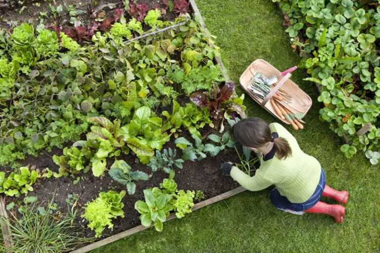 gardener