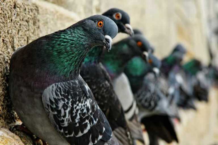 pigeons