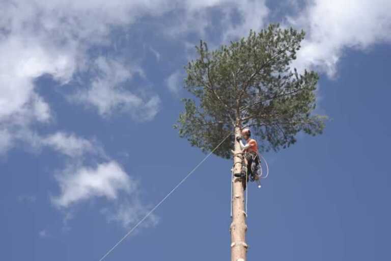 man on the tree