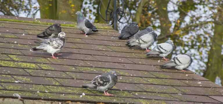 pigeons on the roof of the house