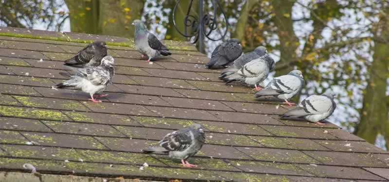 pigeons on the roof of the house