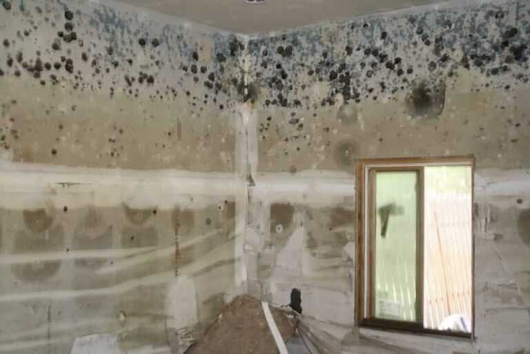 mold