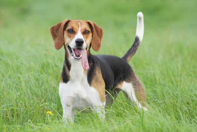 hunting dog