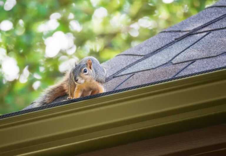 squirrel on the roof