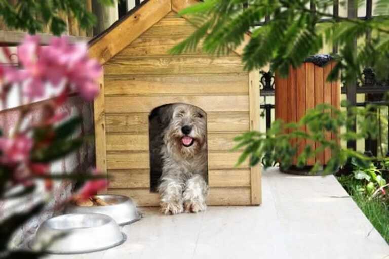 dog in dog house