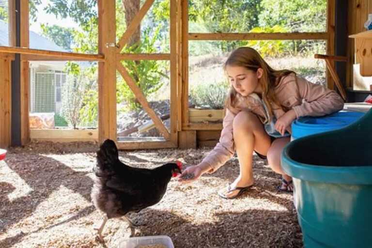 girl feeding the chicken