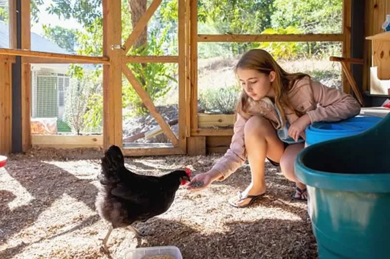 girl feeding the chicken