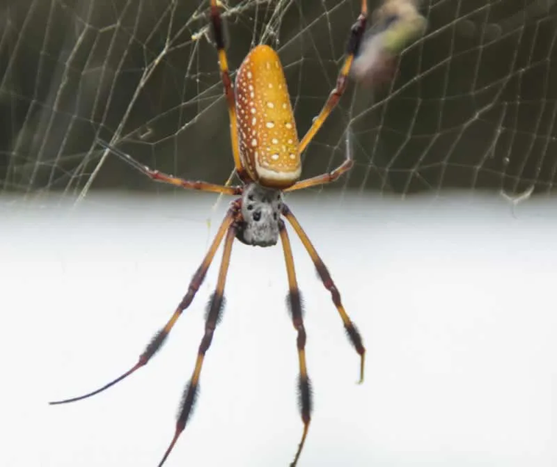 spider in the web