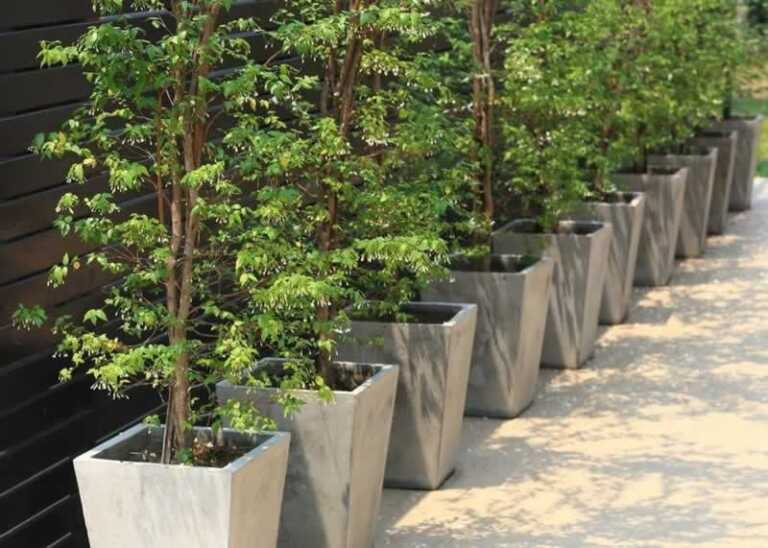 DIY cement flower pots with Bonsai trees