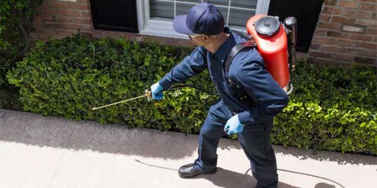 pest treatment backyard