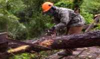 How to Cut Tree Limbs With Chainsaw