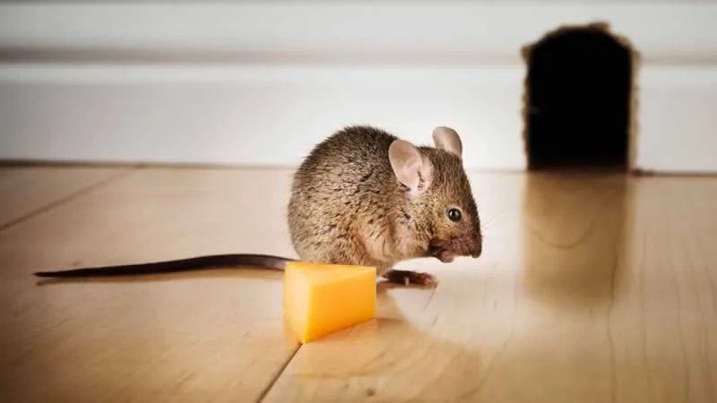 mouse in front of mouse hole
