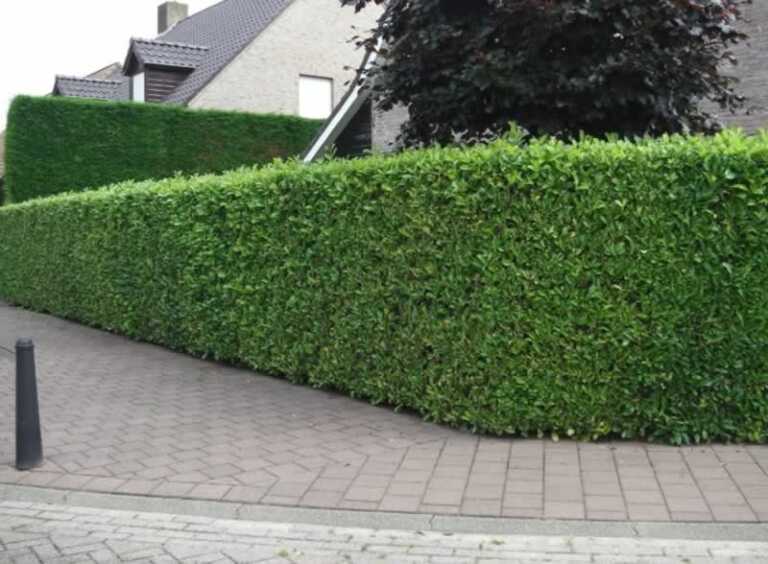 cherry laurel hedge in front yard