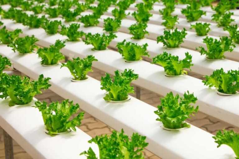 farming lettuce